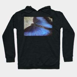 Blue Morpho Butterfly Hoodie